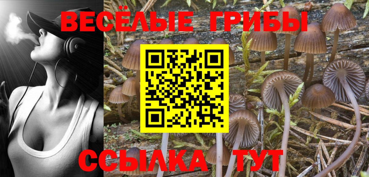 Псилоцибиновые грибы мицелий Барабинск